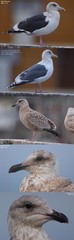Larus schistisagus