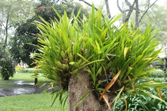 Oncidium sphacelatum