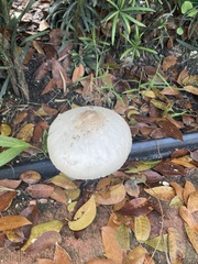 Chlorophyllum molybdites image
