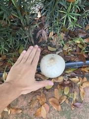 Chlorophyllum molybdites image