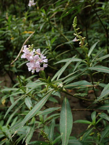 Cuphea bombonasae (Cuphea bombonasae)
