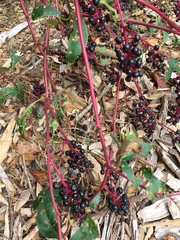 Phytolacca americana rigida