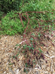 Phytolacca americana rigida