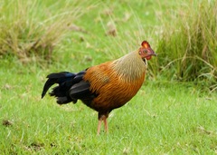 Gallus lafayettii