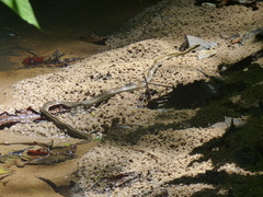 Dendrophidion percarinatum