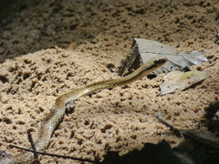 Dendrophidion percarinatum