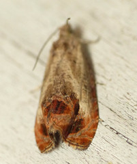 Olethreutes hamameliana