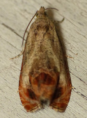 Olethreutes hamameliana