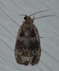 Olethreutes versicolorana