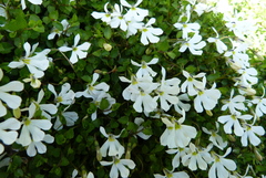 Lobelia angulata