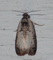 Olethreutes malana