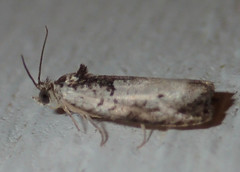 Olethreutes malana