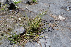 Isolepis distigmatosa