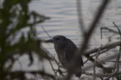 Nyctanassa violacea violacea