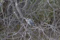 Nyctanassa violacea violacea