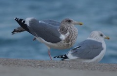 Larus argentatus vegae