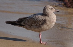 Larus argentatus vegae