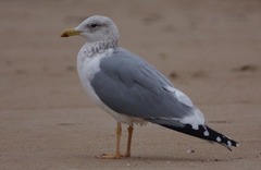 Larus argentatus vegae