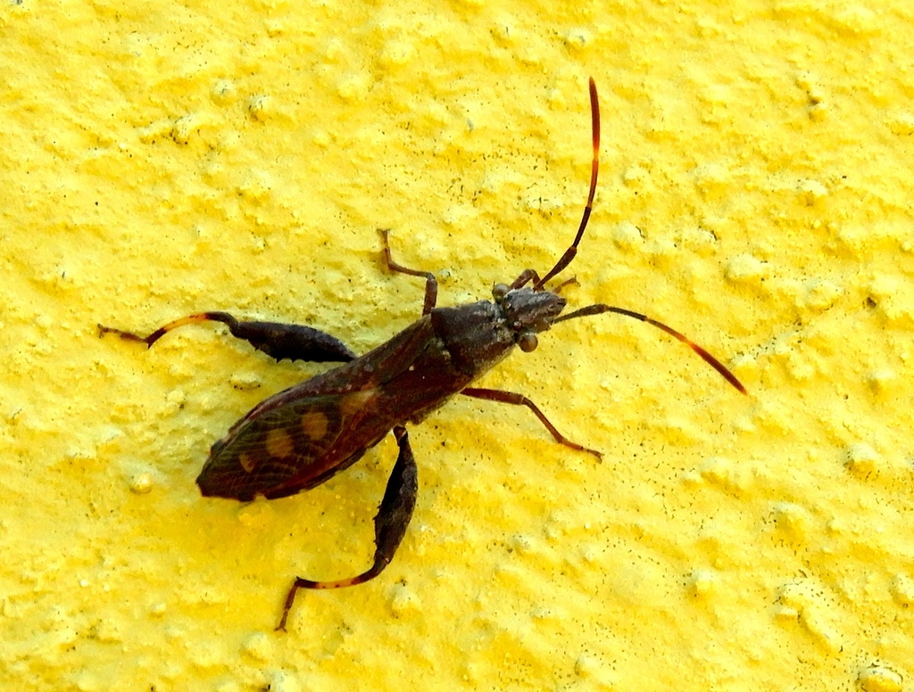 Apidaurus conspersus