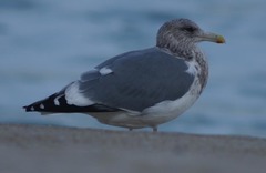 Larus argentatus vegae
