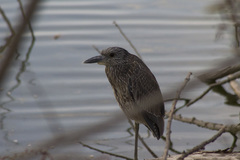 Nyctanassa violacea violacea