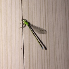 Ischnura capreolus