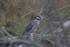 Nyctanassa violacea violacea