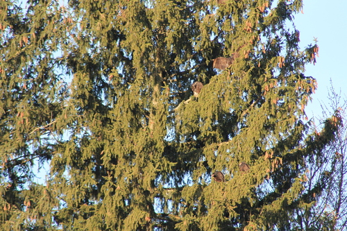 Turkey Vulture photographed in Ohio