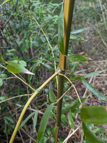 Image of Phyllostachys aureosulcata by (c) Jacob Saucier, some rights reserved (CC BY)