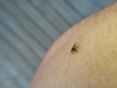 Lipoptena depressa