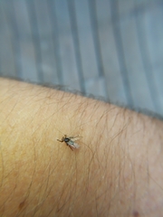 Lipoptena depressa