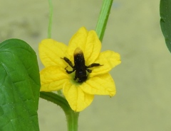 Paratetrapedia moesta