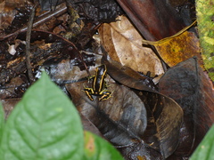 Dendrobates truncatus