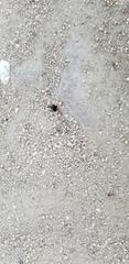 Formicidae