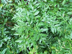 Prionosciadium thapsoides