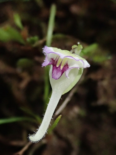 Image of Utricularia jamesoniana by (c) Nolan Exe, some rights reserved (CC BY)