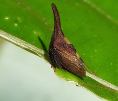 Aconophorini