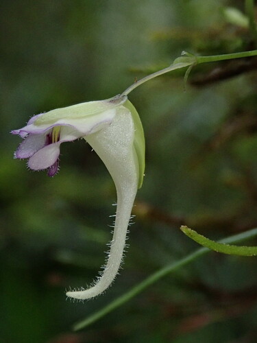Image of Utricularia jamesoniana by (c) Nolan Exe, some rights reserved (CC BY)