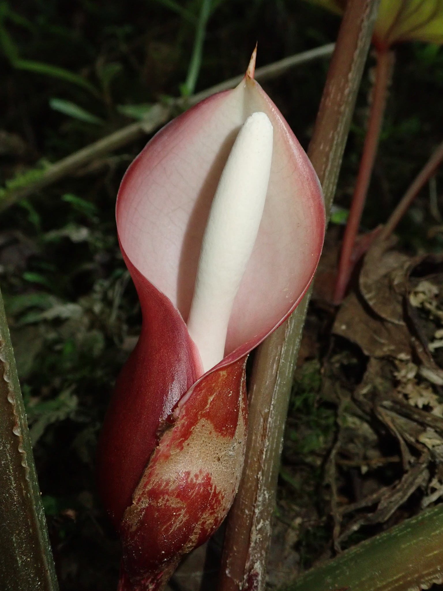 Philodendron mamei