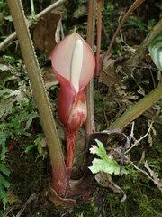 Philodendron mamei, photograph (c) Nolan Exe, some rights reserved (CC BY)