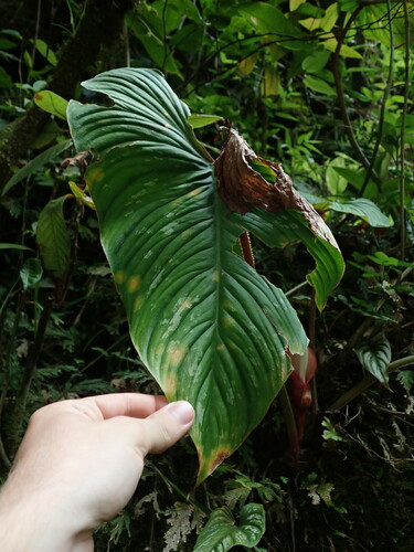 Philodendron mamei, photograph 3
