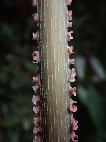 Philodendron mamei, photograph 4