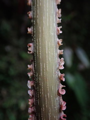Philodendron mamei, photograph (c) Nolan Exe, some rights reserved (CC BY)
