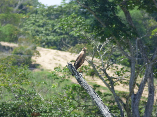 Buteogallus meridionalis