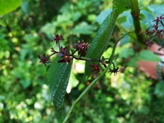 Dioscorea galeottiana