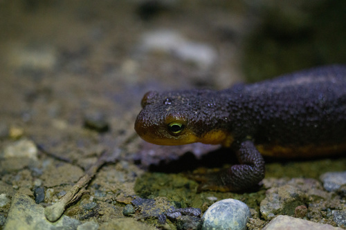 iNaturalist observation photo of California Newt