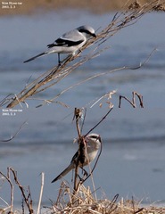 Lanius sphenocercus