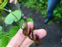 Dioscorea galeottiana