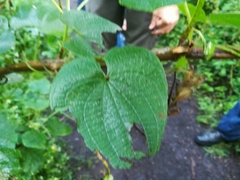 Dioscorea galeottiana