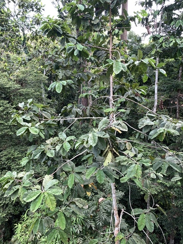 Image of Dipterocarpus Applanatus (Dipterocarpus applanatus) by (c) 呂一起(Lu i-chi), some rights reserved (CC BY)